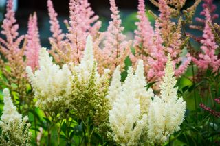 Astilbe flowers in white and pink