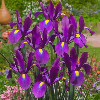 Dutch Iris 'Purple Sensation'