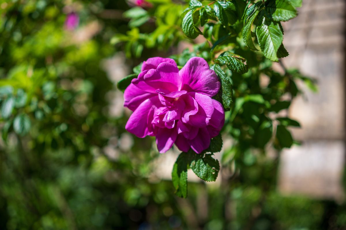 Yongnuo YN33mm F1.4Z DA DSM WL Pro