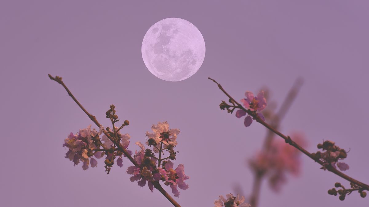 핑크빛 달이 밤새 뜬다!  무료 웹캐스트에서 4월 보름달 보기