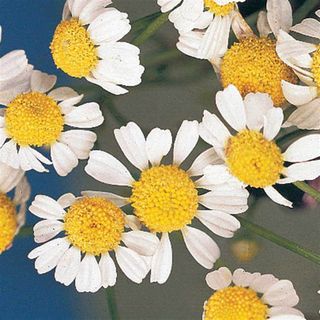 Flowers of German chamomile grown from seed