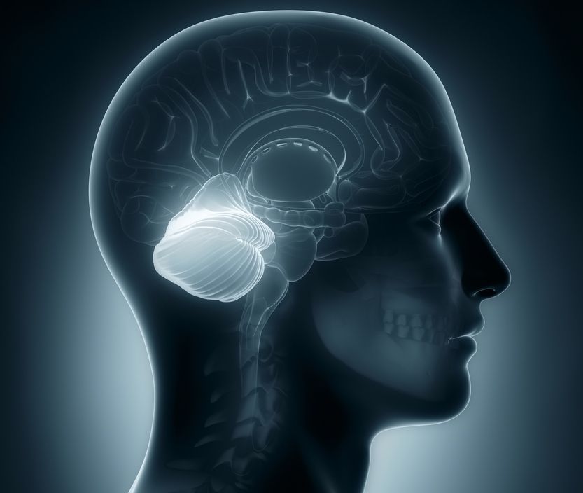 The human brain with the cerebellum highlighted.