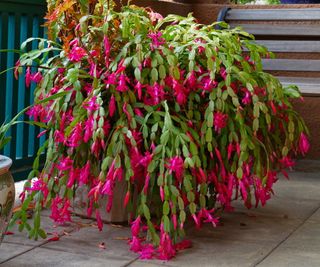 Christmas cactus flowering