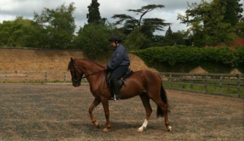 dell5galleryDressage