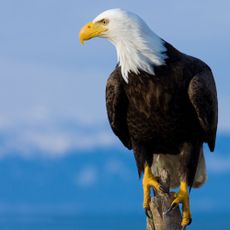 American eagle sits against blue backdrop