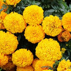 large cluster of bright yellow marigold blooms 