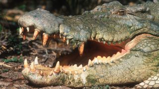 a close up of the side of a saltwater crocodile's face with its jaws upen 
