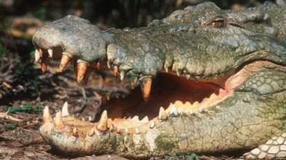 a close up of the side of a saltwater crocodile's face with its jaws upen 