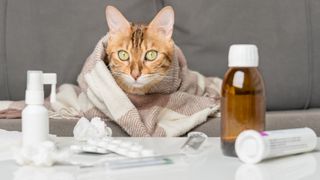 Cat wrapped in a blanket surrounded by medications