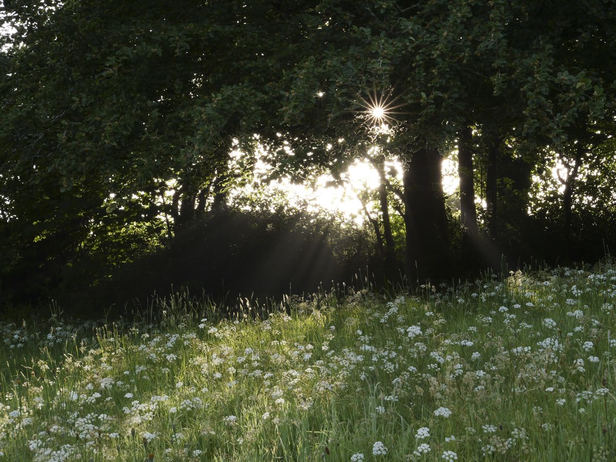 Sample image taken with the Panasonic Lumix L10; a wildflower meadow, with early sunlight bursting through trees
