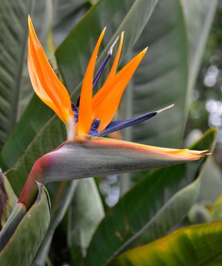 close-up of bird of paradise flower