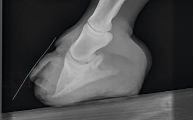 Laminitis in horses: an x-ray showing pedal bone rotation