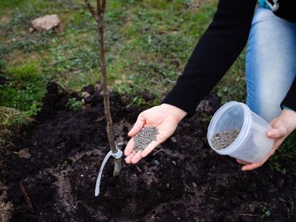 A woman adds granular fertilizer to an apple seedling.