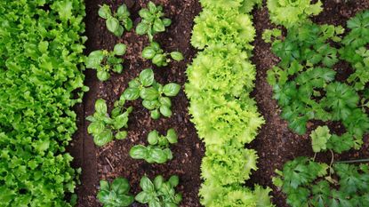 vegetable garden seen from above, with small seedlings of lettuce, parsley, and basil