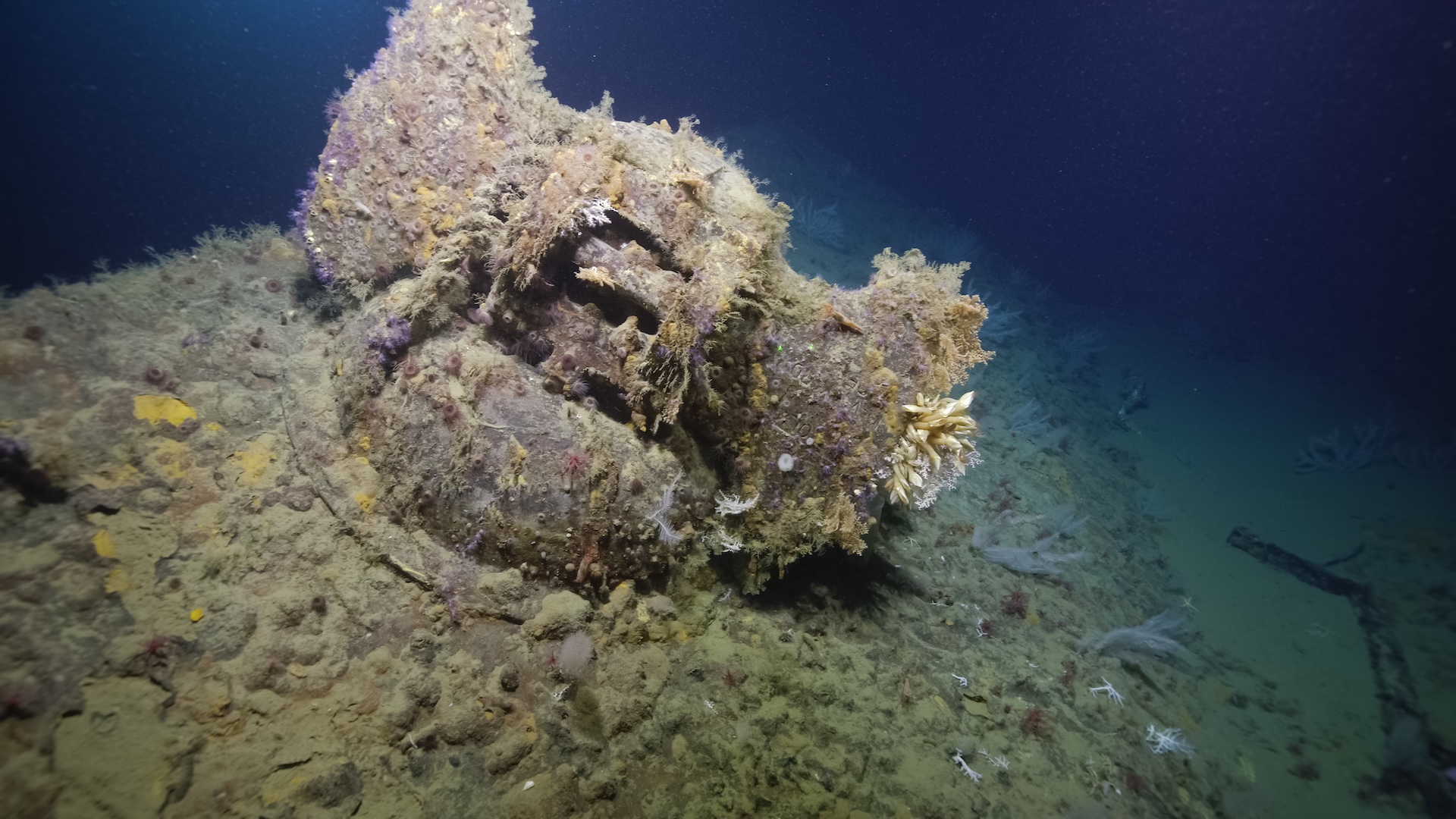 a close-up of the ship's anchor covered in ocean life on the seafloor