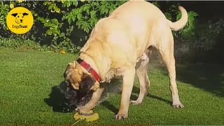 Galahad the Mastiff playing in the garden