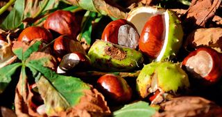 conkers