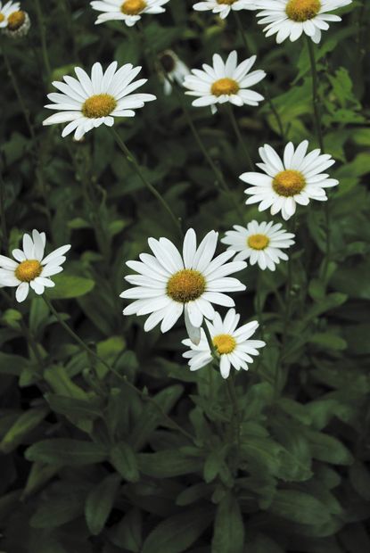 shasta daisy pruning