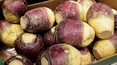 Harvest of purple rutabaga at a farmers market