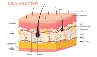 A diagram showing the layers of the skin