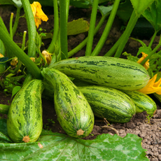 Flowering marrow with fruits