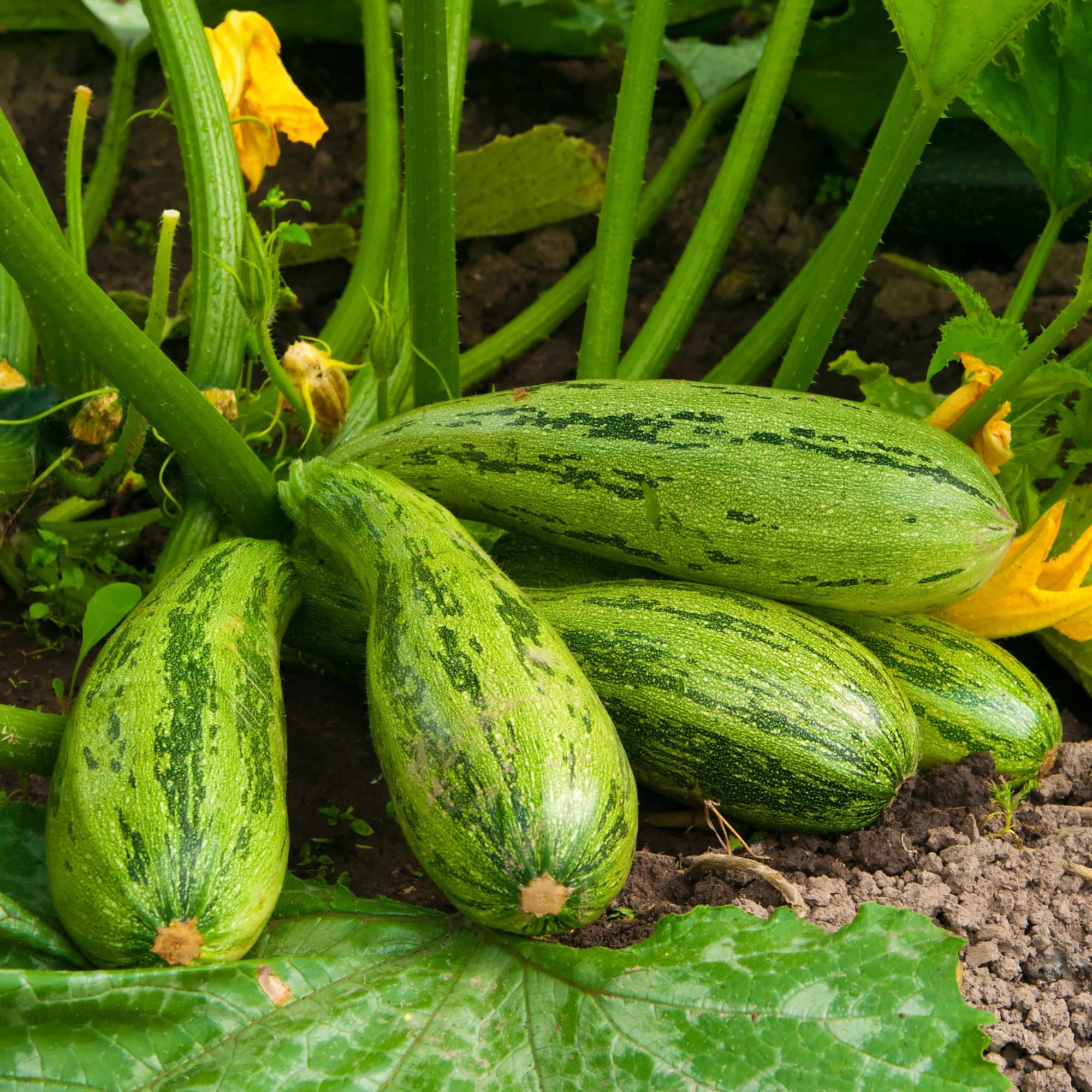 Flowering marrow with fruits