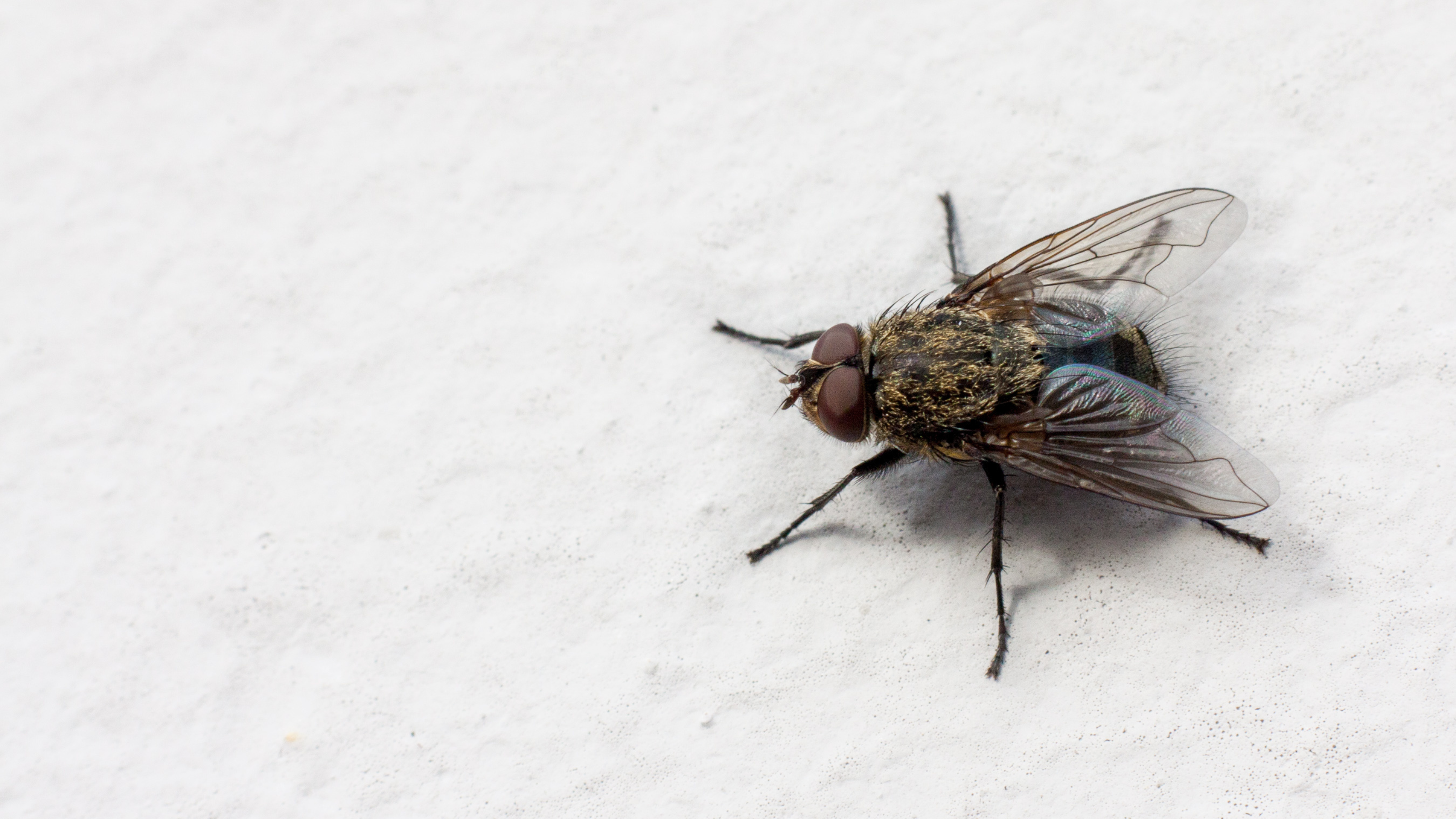 Close-up of a fly on a white wall.