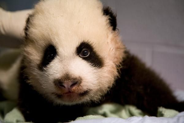 panda-cub-january-exam-110214-02