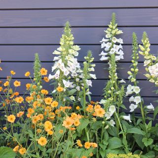 White foxgloves at RHS Chelsea Flower Show 2024