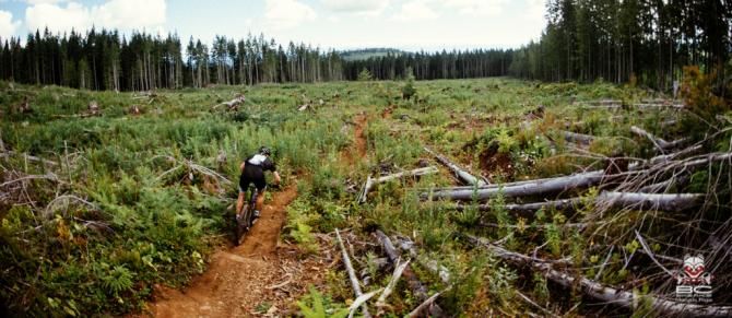 Clear Cuts become meadows as they grow in.