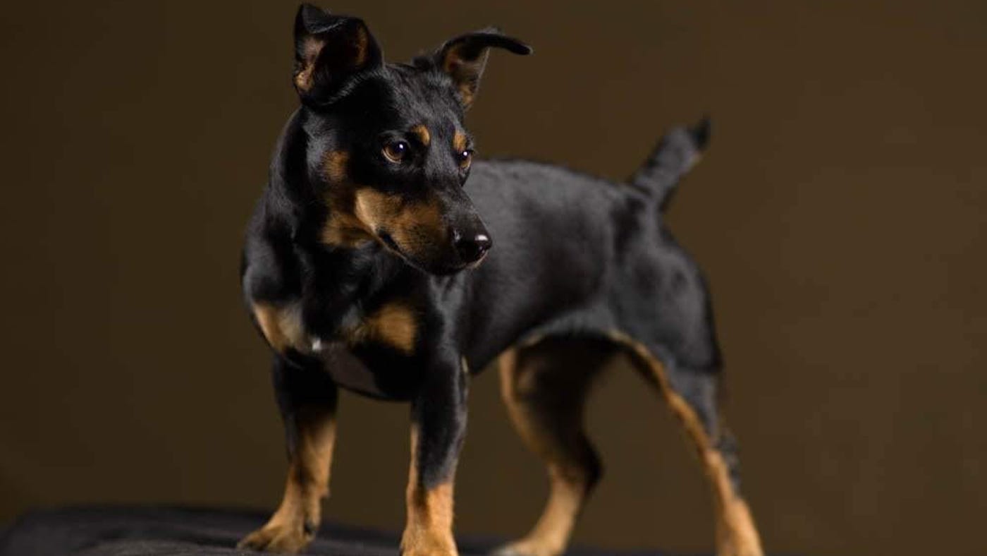 Jack Russell Terrier