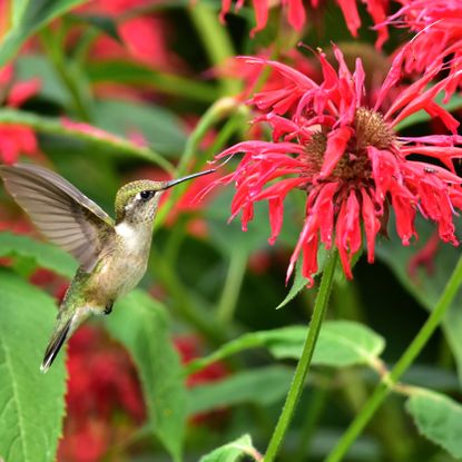 migrating hummingbirds visiting monarda plant