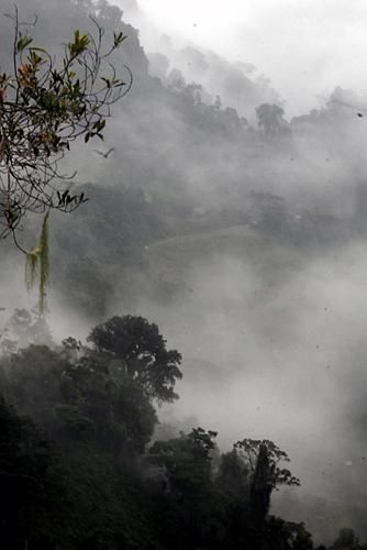 Mist in the jungles of Costa Rica