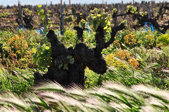 The mistral wind blows through Ch&amp;acirc;teauneuf vineyards.