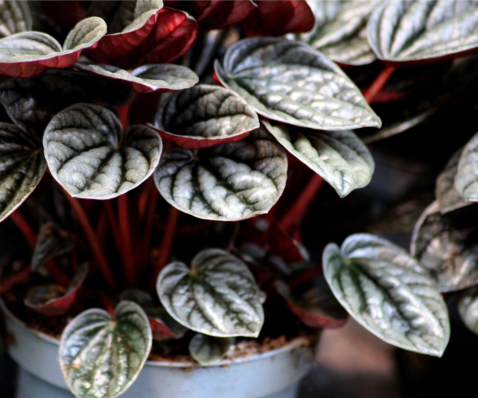 Peperomia plants