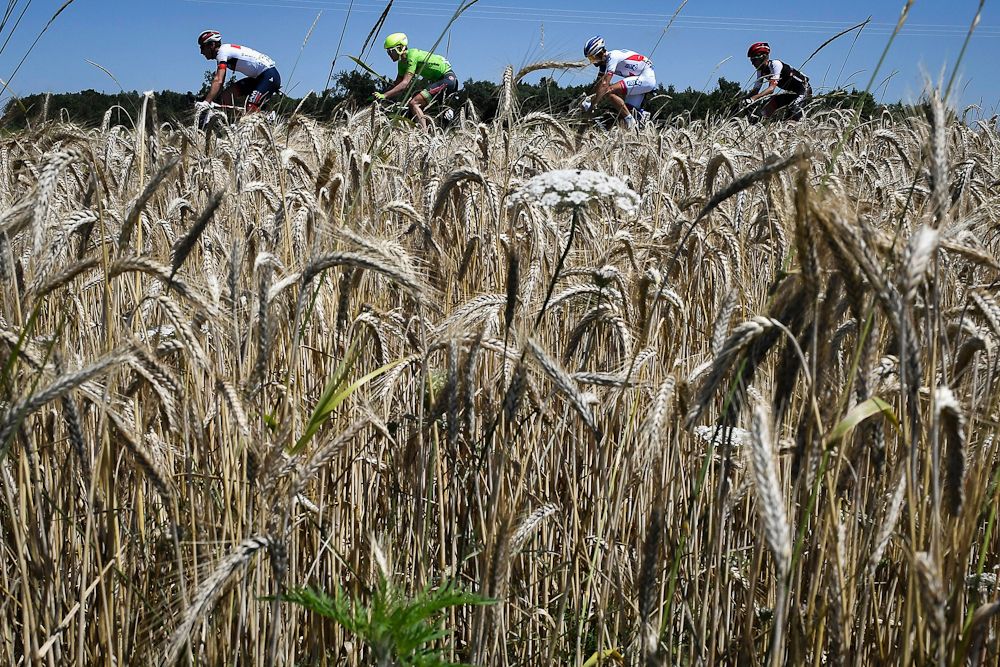 Grain frames the riders in a scenic shot from the 2016 Tour de France.