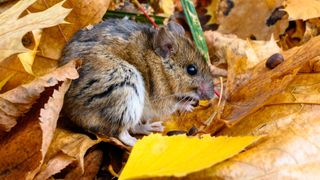 Mouse in leaves