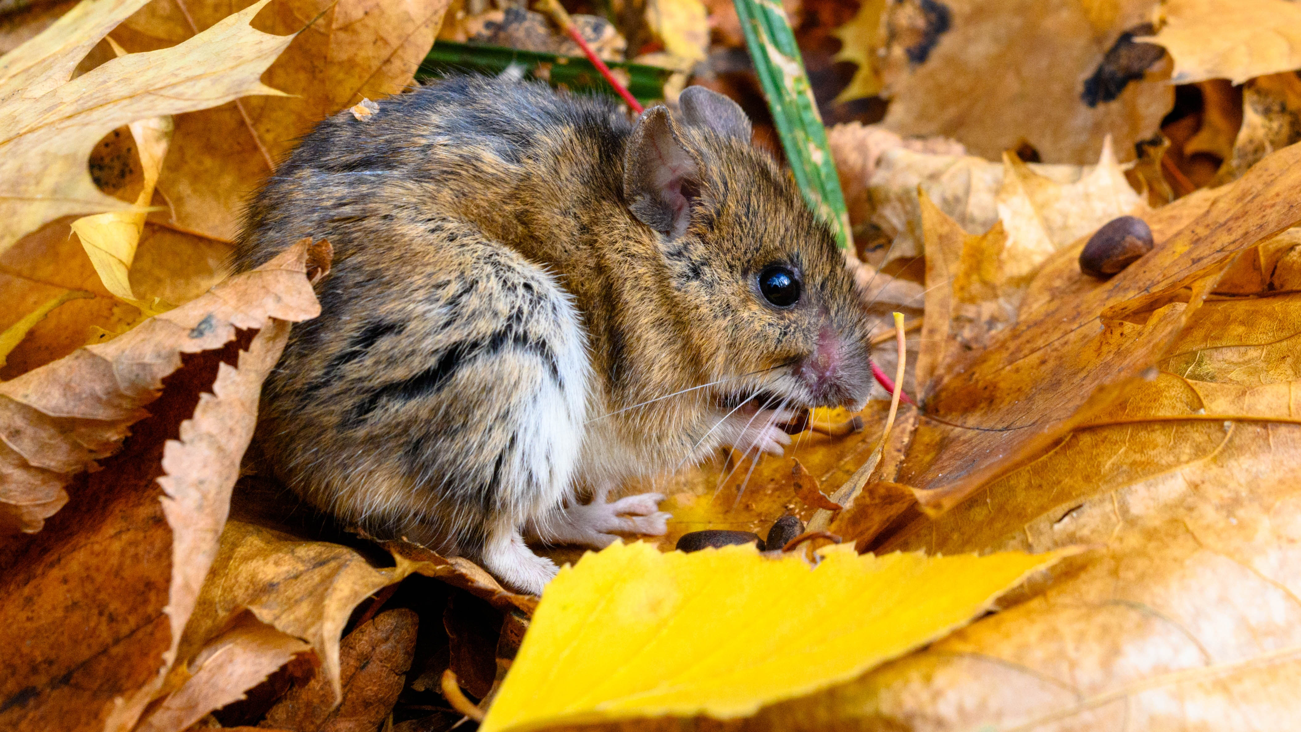 Мышь в листьях