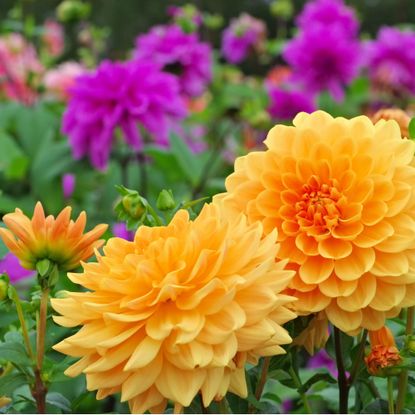 Dahlia in summer, is called Orange Garden