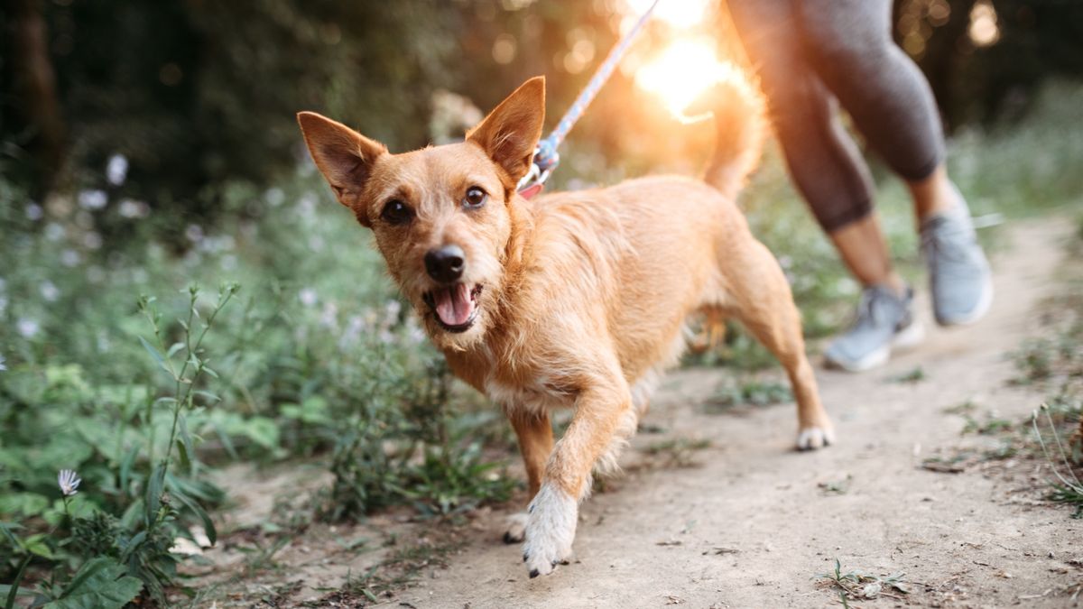 Dog being walked on forest trail with sun setting in background