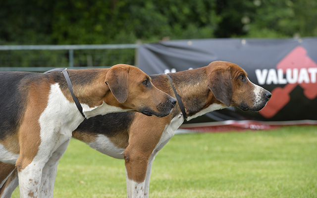 In unison: Wynnstay Champion 15 (nearest the camera) and Dangar 14 take the honours in the doghound couple class during the judging of the Old English foxhounds