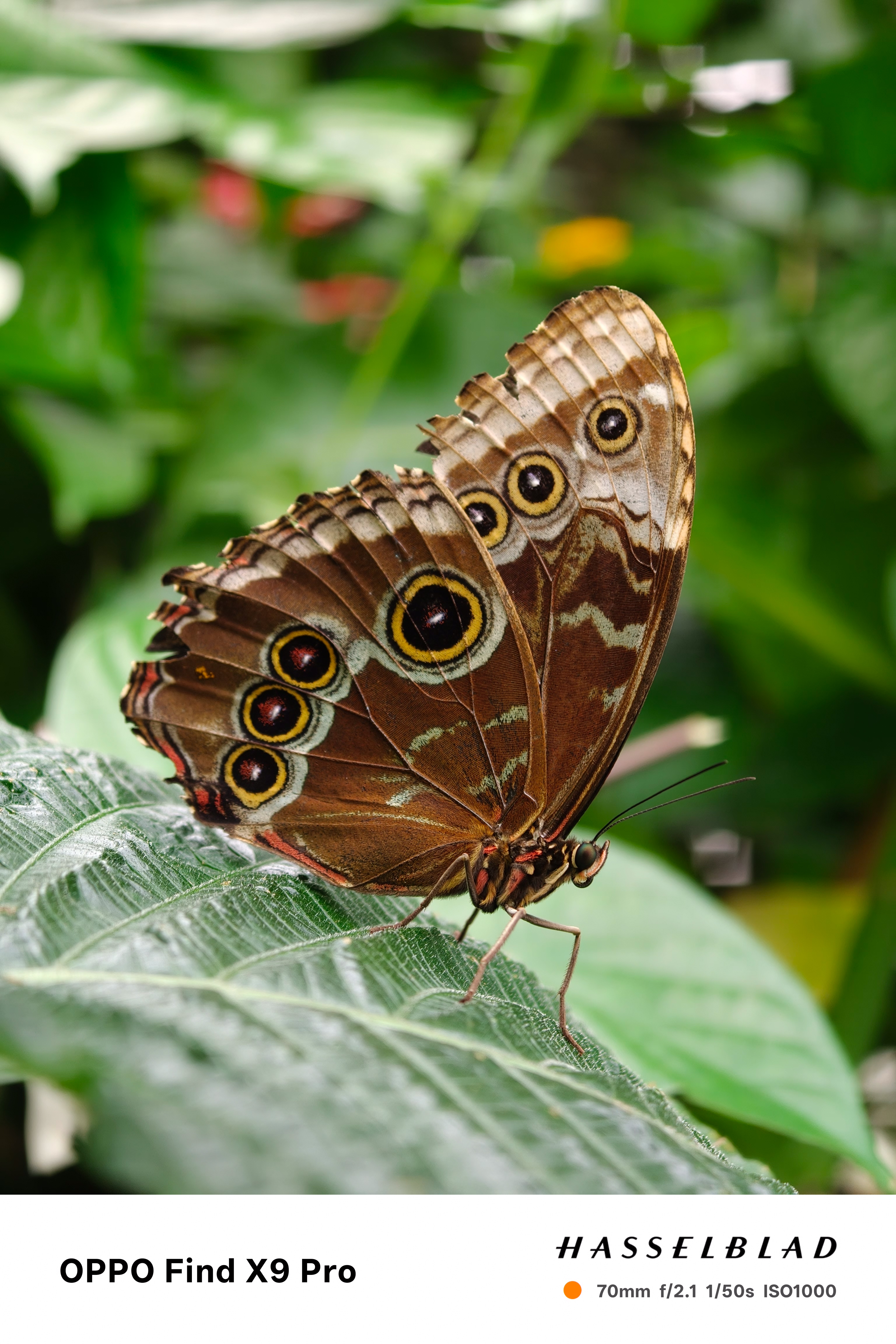 Close-up of a butterfly on a green leaf