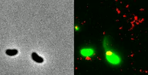 A bacterium "harpoons" a bit of stray DNA in this first-of-its-kind recording. On the left, you can see the scene without the fluorescent dyes. On the right, you can see the scene with the fluorescent dyes.