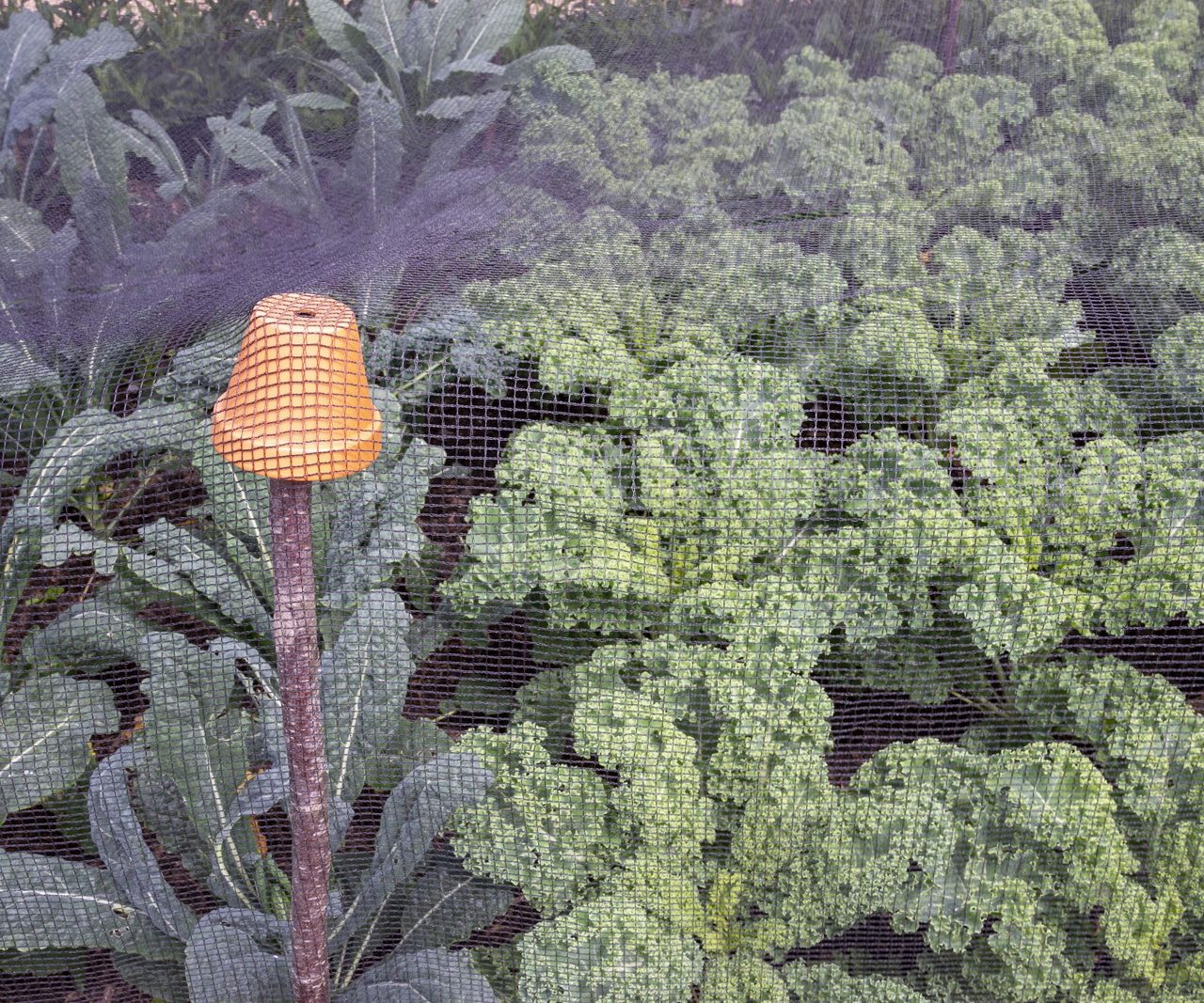 How to keep caterpillars out of a vegetable garden | Homes & Gardens