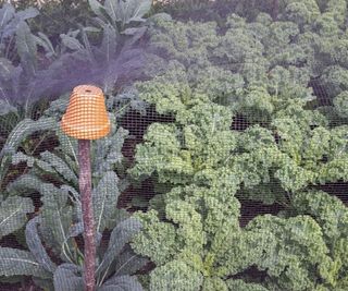 Kale plants covered by netting in a vegetable garden to protect them from caterpillars