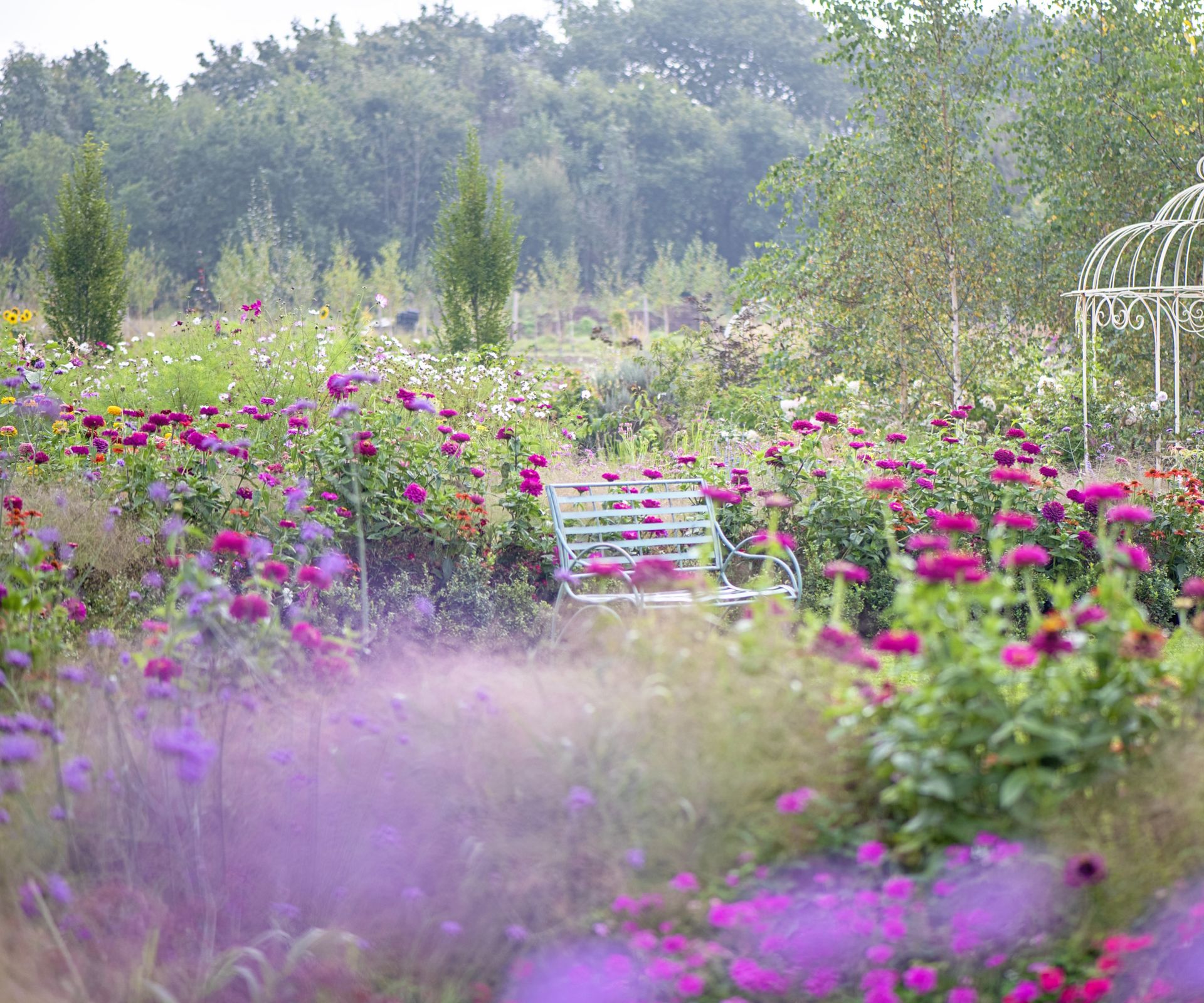 Beautiful cottage garden adorned with roses, with a bench and metal pergola