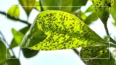 picture of aphids on leaf in garden