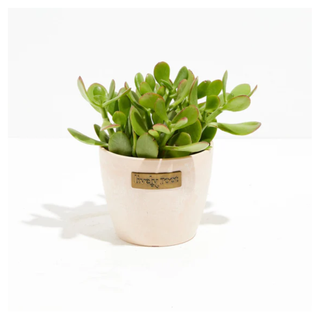 Small Jade Plant from Lively Root