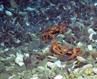 Methane seep mussels and crab