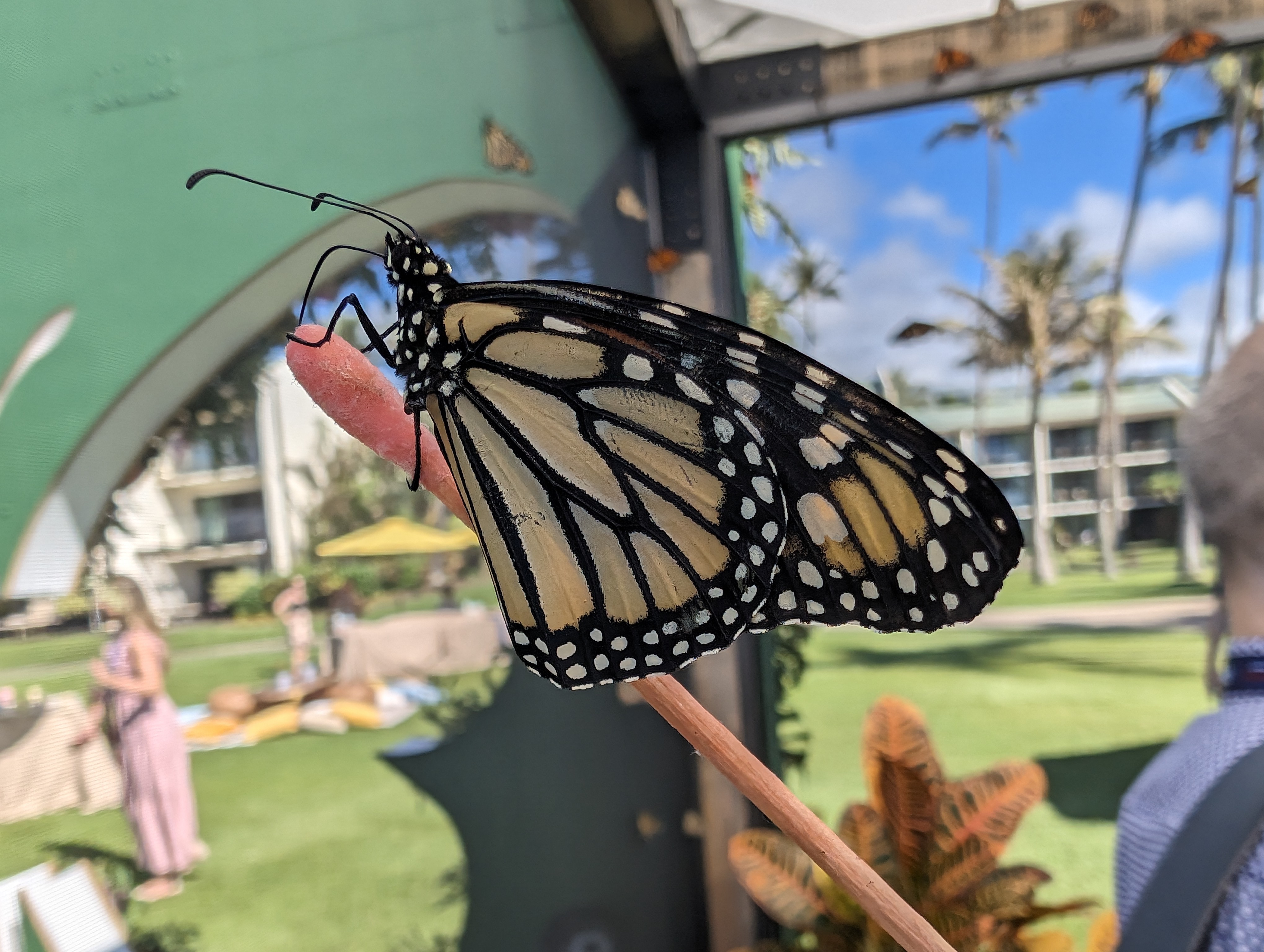 Google Pixel 8 Pro camera image samples